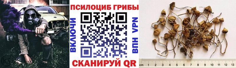 Купить  Цивильск  Псилоцибиновые грибы MAGIC MUSHROOMS 